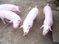 Фото Норвезький Ландрас