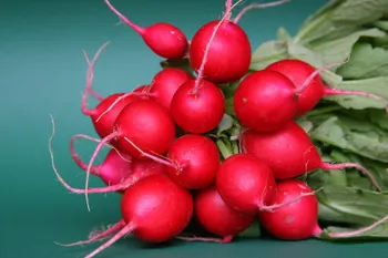 Культури Редис