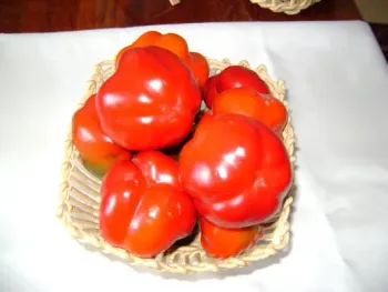 Сорти перцю Обрій