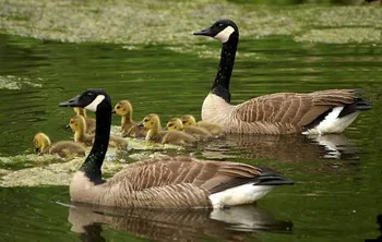 Породи гусей Канадська Казарка