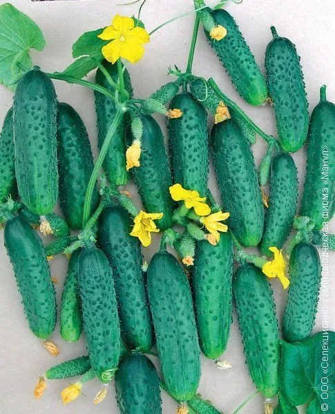 Мар'їна роща F1