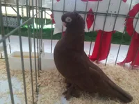 Фото Альтстамер