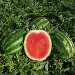 Фото Монтана F1 / Montana F1