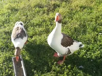 Фото Фламандська