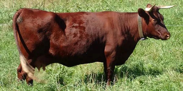 Американський молочний Девон