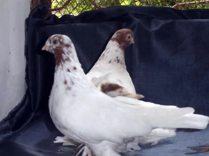 Бухарський бійний