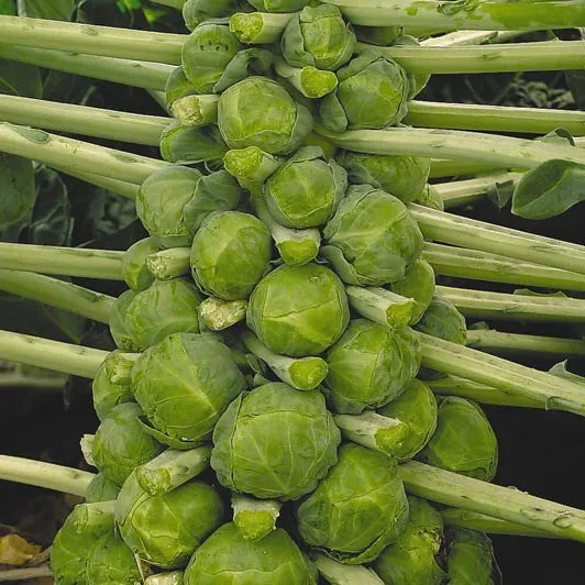 Геркулес 1342