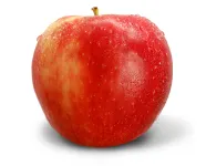 Фото Снеп Дреґон (SnapDragon)