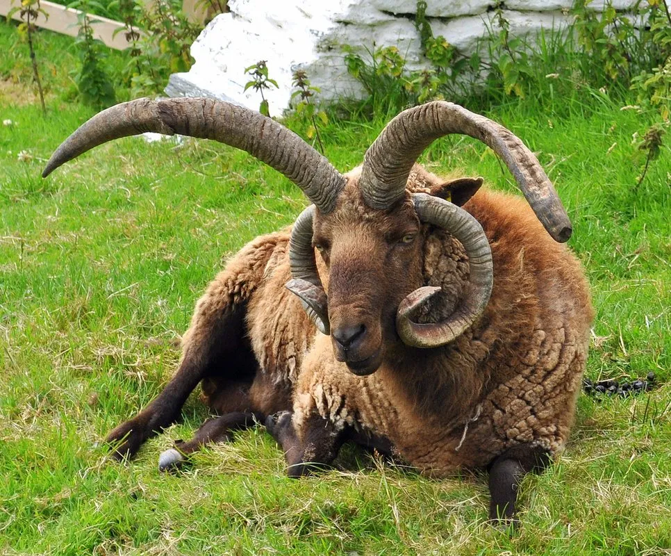 Манський Лоахтан (Manx Loaghtan)