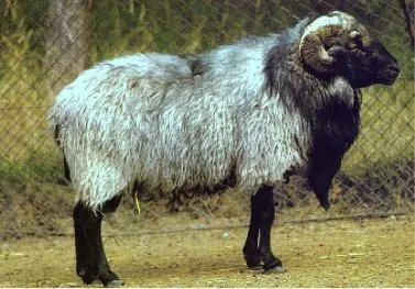 Синдзянська (Xinjiang Finewool)