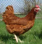 Фото Слобожанська