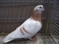 Фото Альтенбурзький трубач-барабанщик