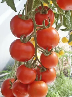 Пітенза F1 / Pitenza F1