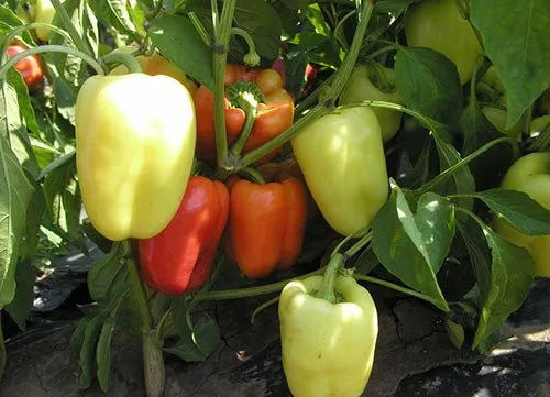 Слована F1 / Slovana F1