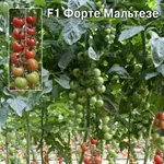 Фото Форте Мальтезе F1