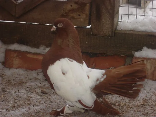 Уральський статний