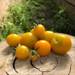 Фото Ясик F1