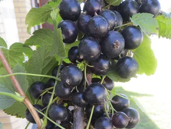 Сорти смородини Черешнева