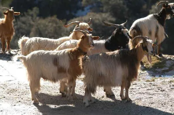 Аспромонте