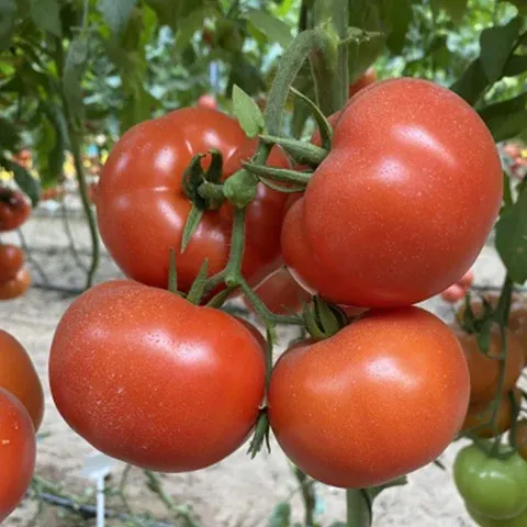 Монро F1 / Monroe F1