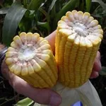 Фото ДКС 4626