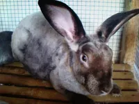 Фото Реза (Reza)