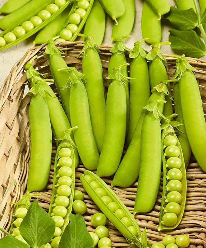 Женева (Geneva)