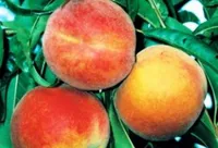 Фото Райдужний 86