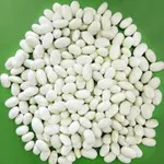 Фото Насіння, посівмат квасолі сортів Неві Бінс, Червона довга, Пінто, Червона Шапочка.