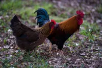 Фото Вельзуммер