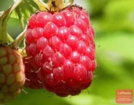 Фото Осяяння