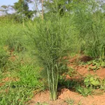 Фото Джерсійський лицар (Jersey Knight)