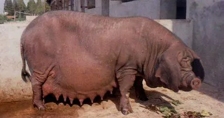 Фенджінг (Fengjing)