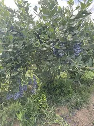 Купуємо лохину дорого!