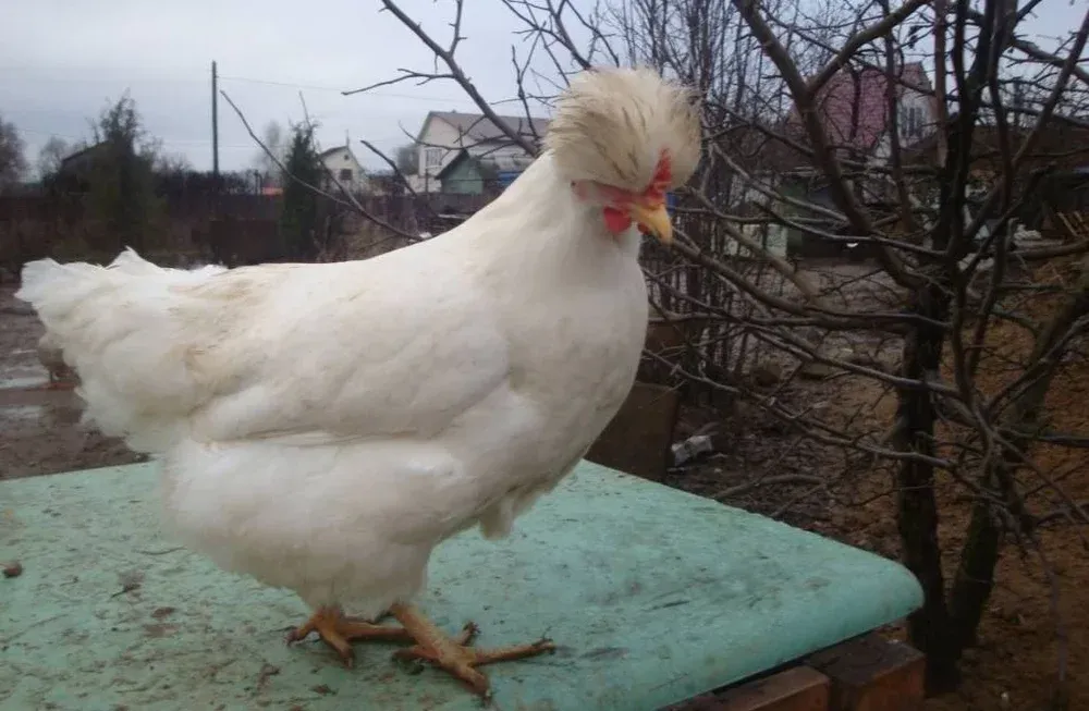 Українські породи курей: прагнення до винятковості