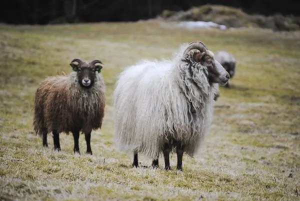 Стара Норвезька (Old Norwegian)