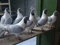 Фото Канік Празький