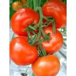 Фото Бородіно F1