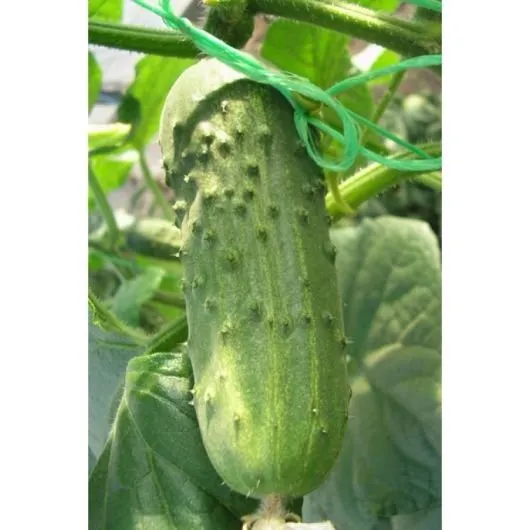 Регал F1 / Regal F1