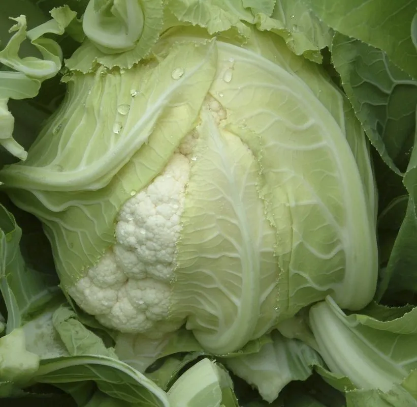 Сантамарія РЦ F1 / Cantamaria RZ F1