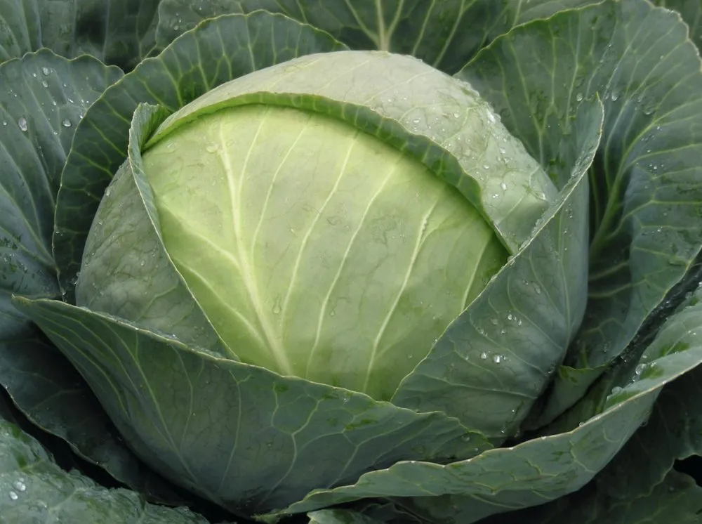 Томас F1 / Tomas F1