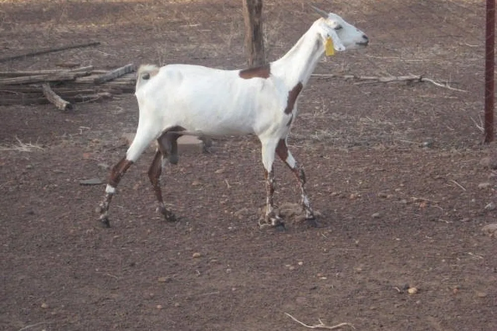 Сахельська