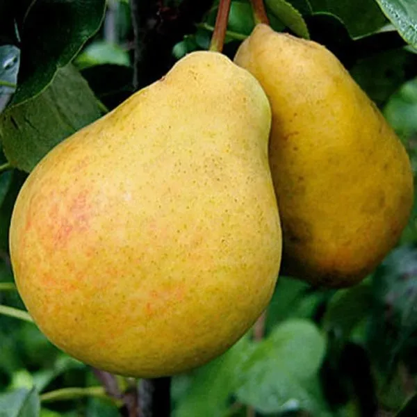 Корсунськая