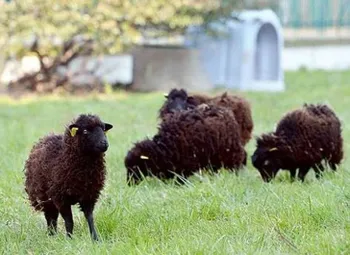 Породи овець Ушант (Ushant)