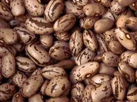 Фото Сортова квасоля оптом. Доставка по Україні