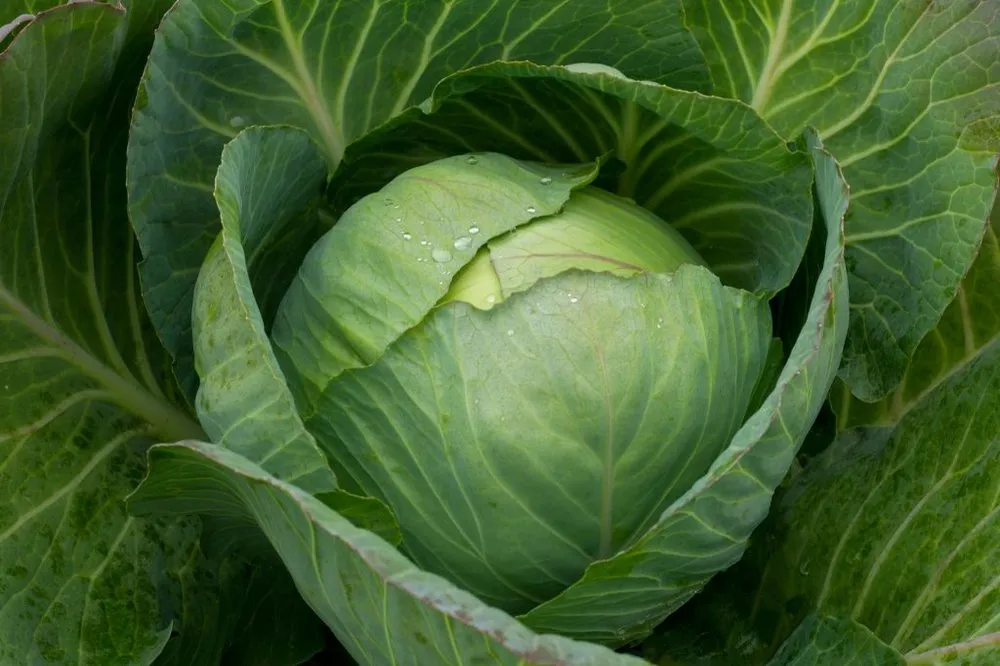 Московська пізня 15