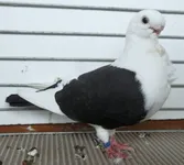 Фото Анатолійська чайка