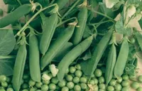 Фото Фараон