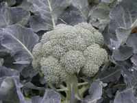 Фото Айронмен F1 / Irionman F1