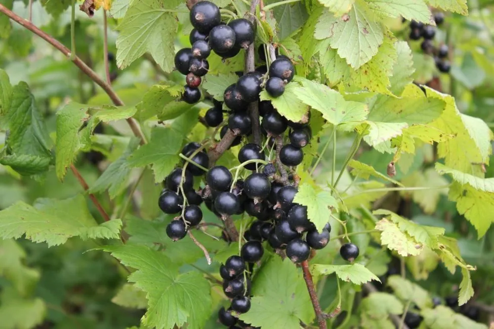 Солов’їна ніч